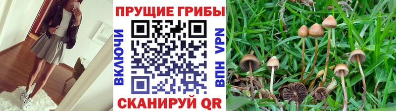 Псилоцибиновые грибы прущие грибы  Мамадыш 